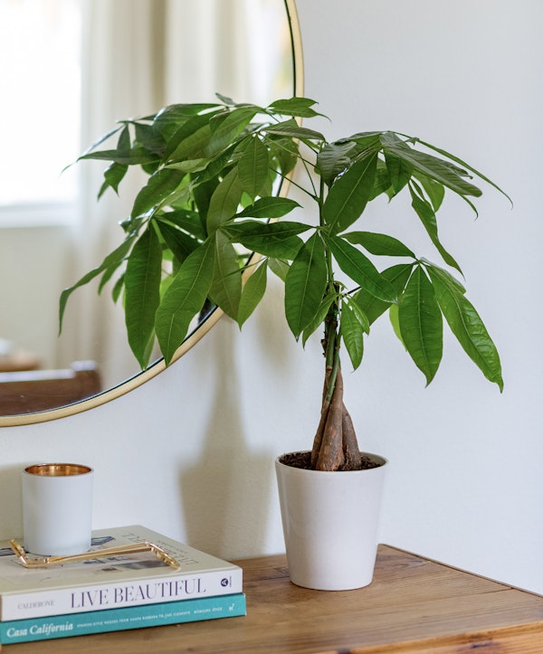 birkin philodendron plant care Philodendron Birkin Pink