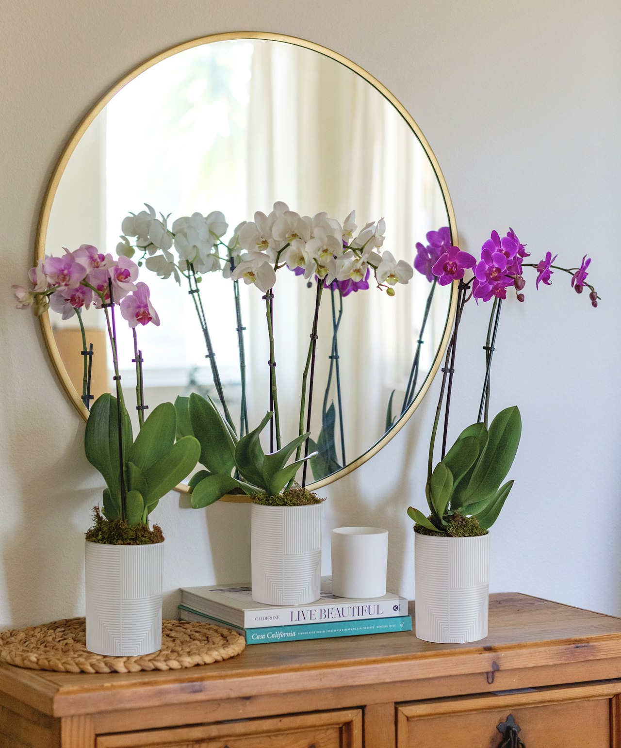 Elegant orchid plants in modern pots, reflecting beauty in a round mirror setup.