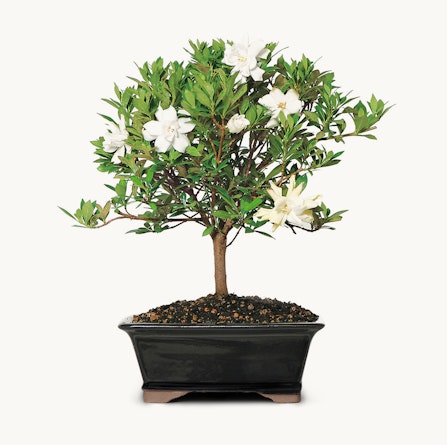Elegant miniature gardenia bonsai tree with white flowers and lush green leaves.