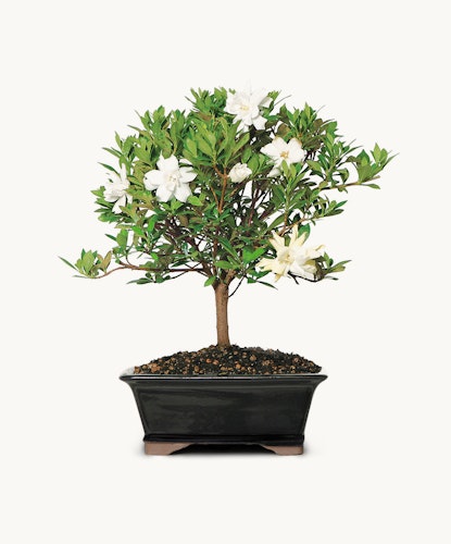 Elegant miniature gardenia bonsai tree with white flowers and lush green leaves.