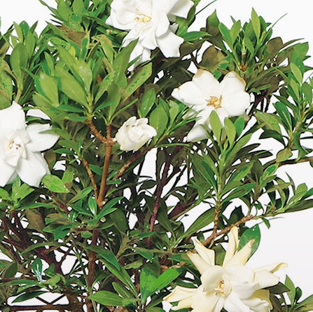 Fragrant gardenia blossoms surrounded by lush green foliage, ideal for home decor.