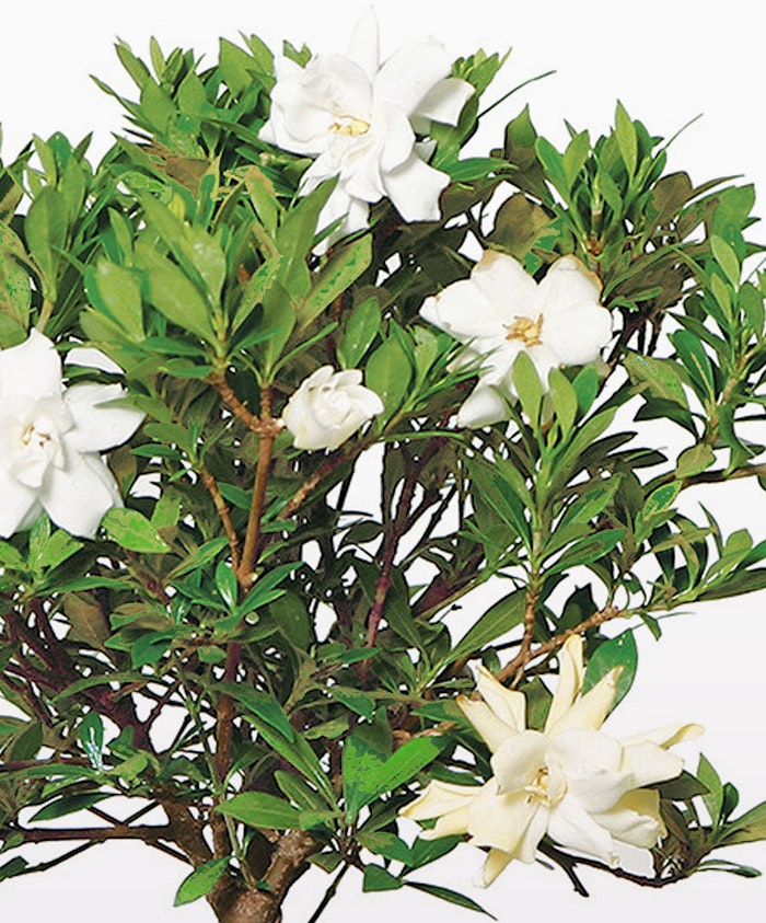 Fragrant gardenia blossoms surrounded by lush green foliage, ideal for home decor.
