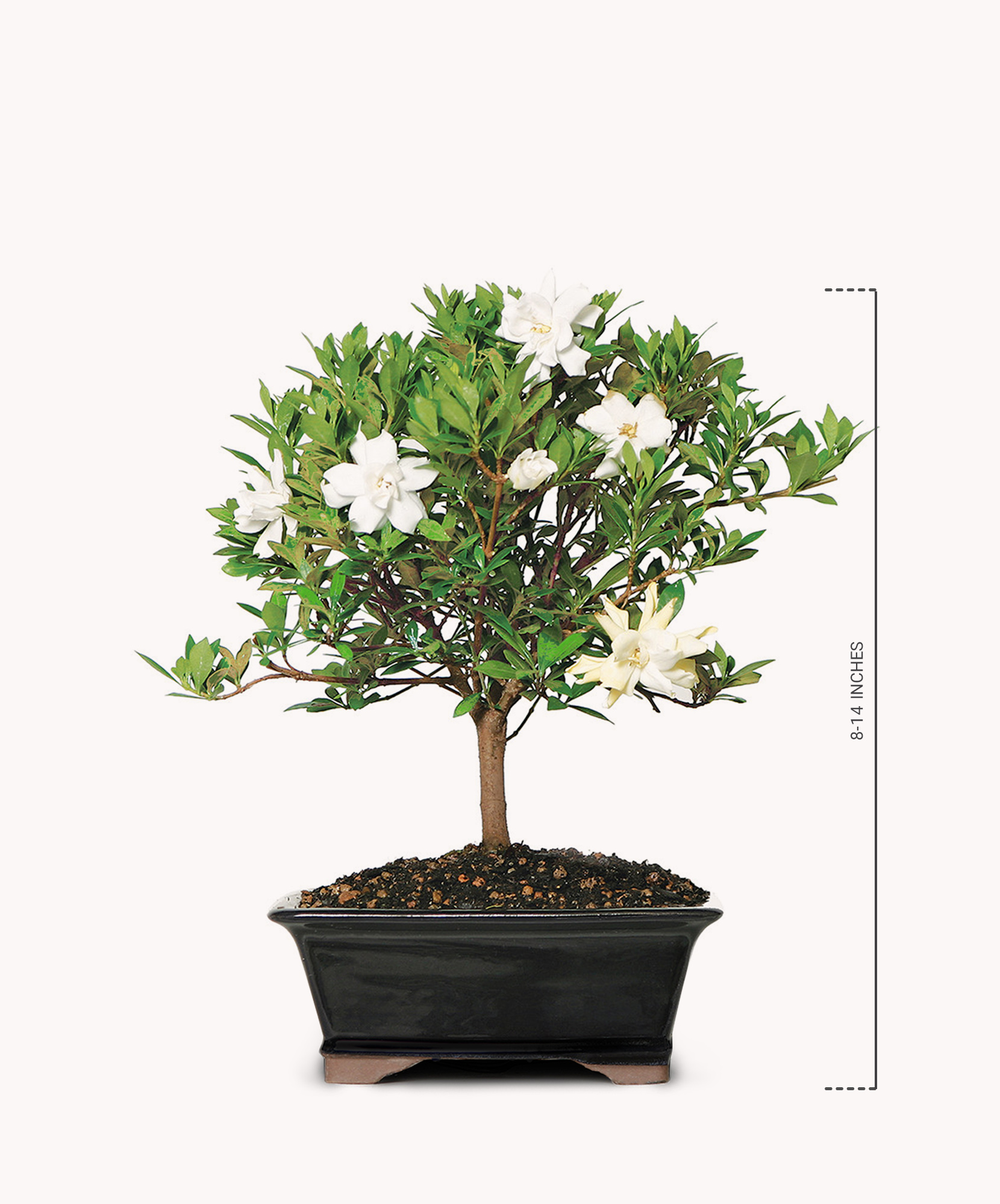 pine tree indoor plant Tabletop Christmas Tree (Norfolk Island Pine)  Dahing Plants