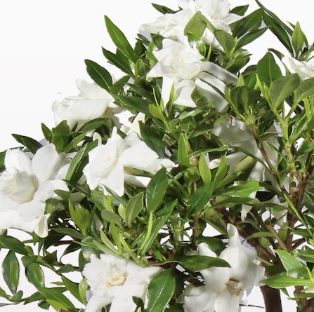 Order a small Gardenia with white blooms for any special occasion from BloomsyBox.
