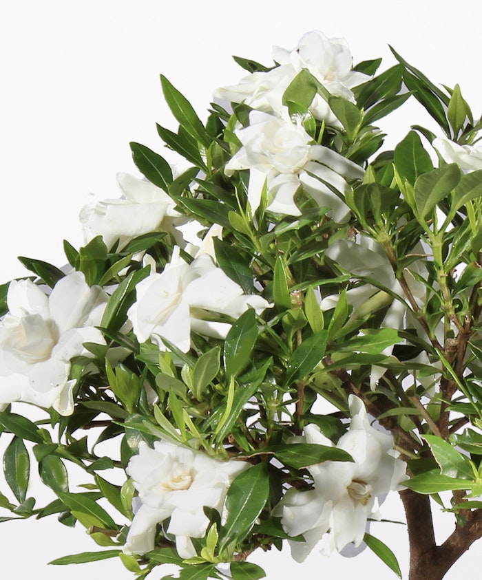 Order a small Gardenia with white blooms for any special occasion from BloomsyBox.