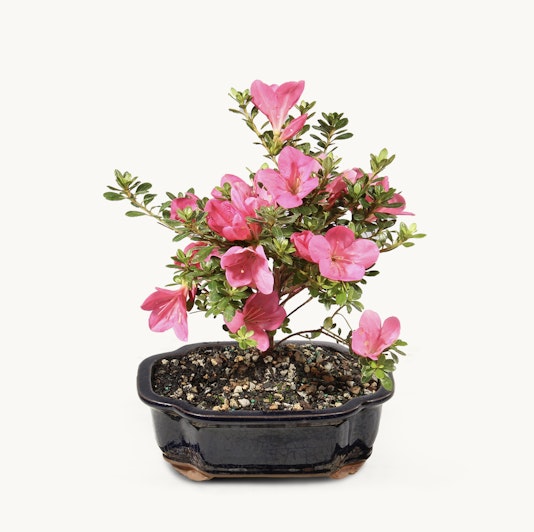 Pink flowering bonsai plant in a stylish ceramic pot, ideal for home decor and gifts.