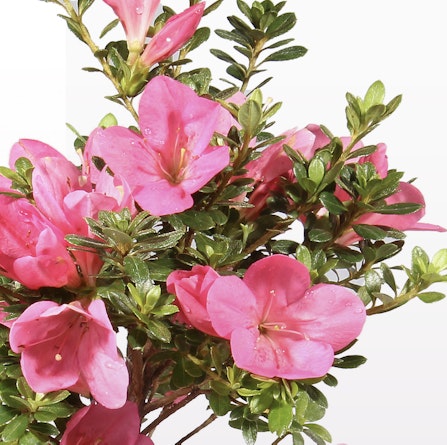 Vibrant pink azalea flowers with lush green leaves, perfect for gardens and home decor.