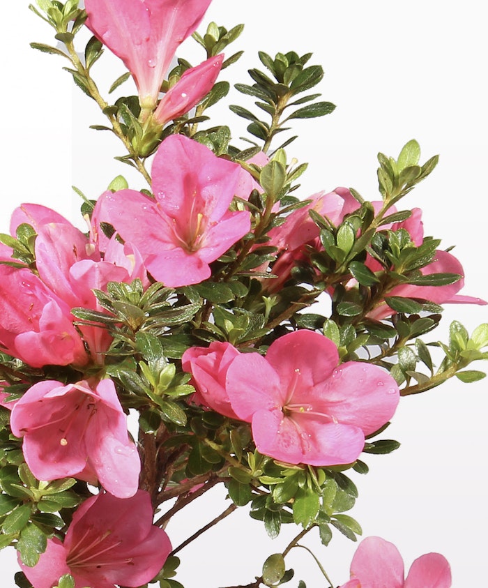 Vibrant pink azalea flowers with lush green leaves, perfect for gardens and home decor.