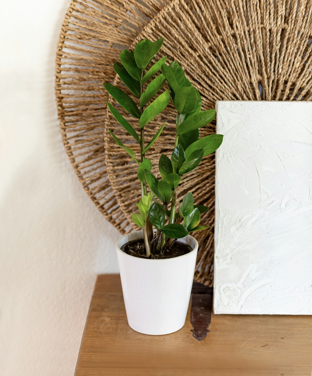 A lush ZZ plant in a stylish white pot, set against a woven wall decoration.