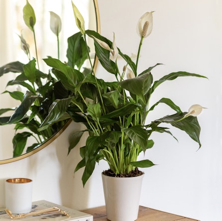 Elegant peace lily plant displayed in a white pot, enhancing home decor with greenery.