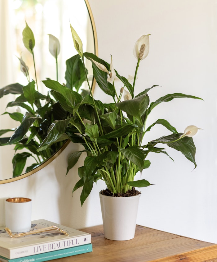 Elegant peace lily plant displayed in a white pot, enhancing home decor with greenery.