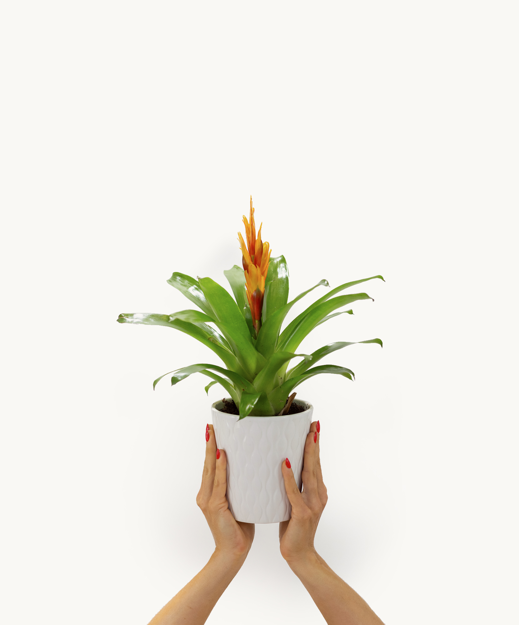 Vibrant bromeliad plant held in hands, showcasing lush green leaves and vivid orange blooms.