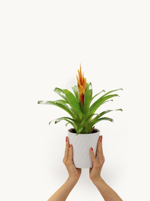 Vibrant bromeliad plant held in hands, showcasing lush green leaves and vivid orange blooms.