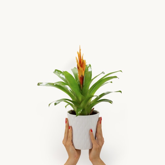 Vibrant bromeliad plant held in hands, showcasing lush green leaves and vivid orange blooms.