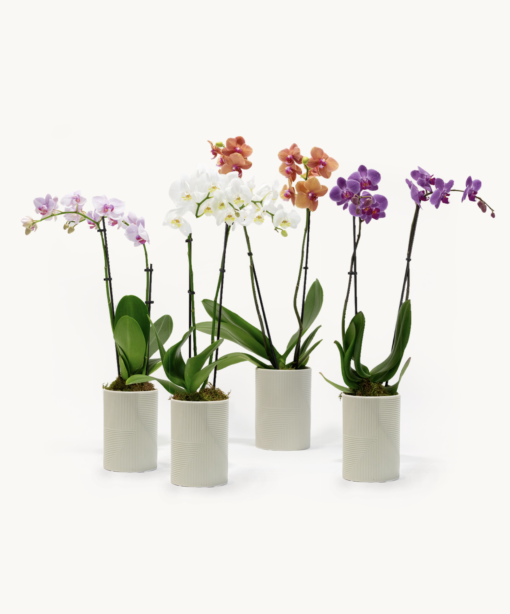 Elegant collection of colorful orchids in minimalist pots, ideal for home decor.