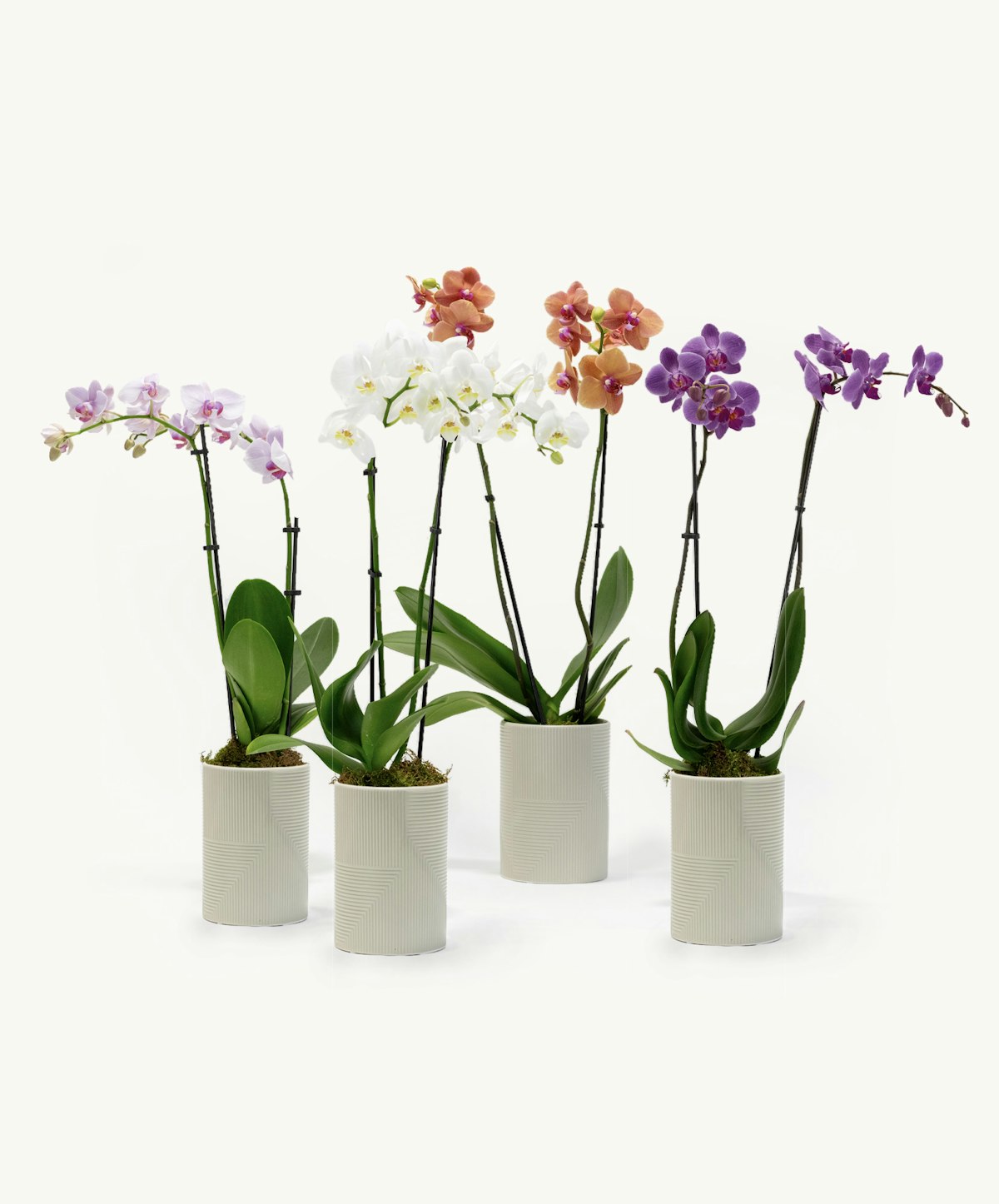 Orchid Subscription - Orchid of the Month | BloomsyBox