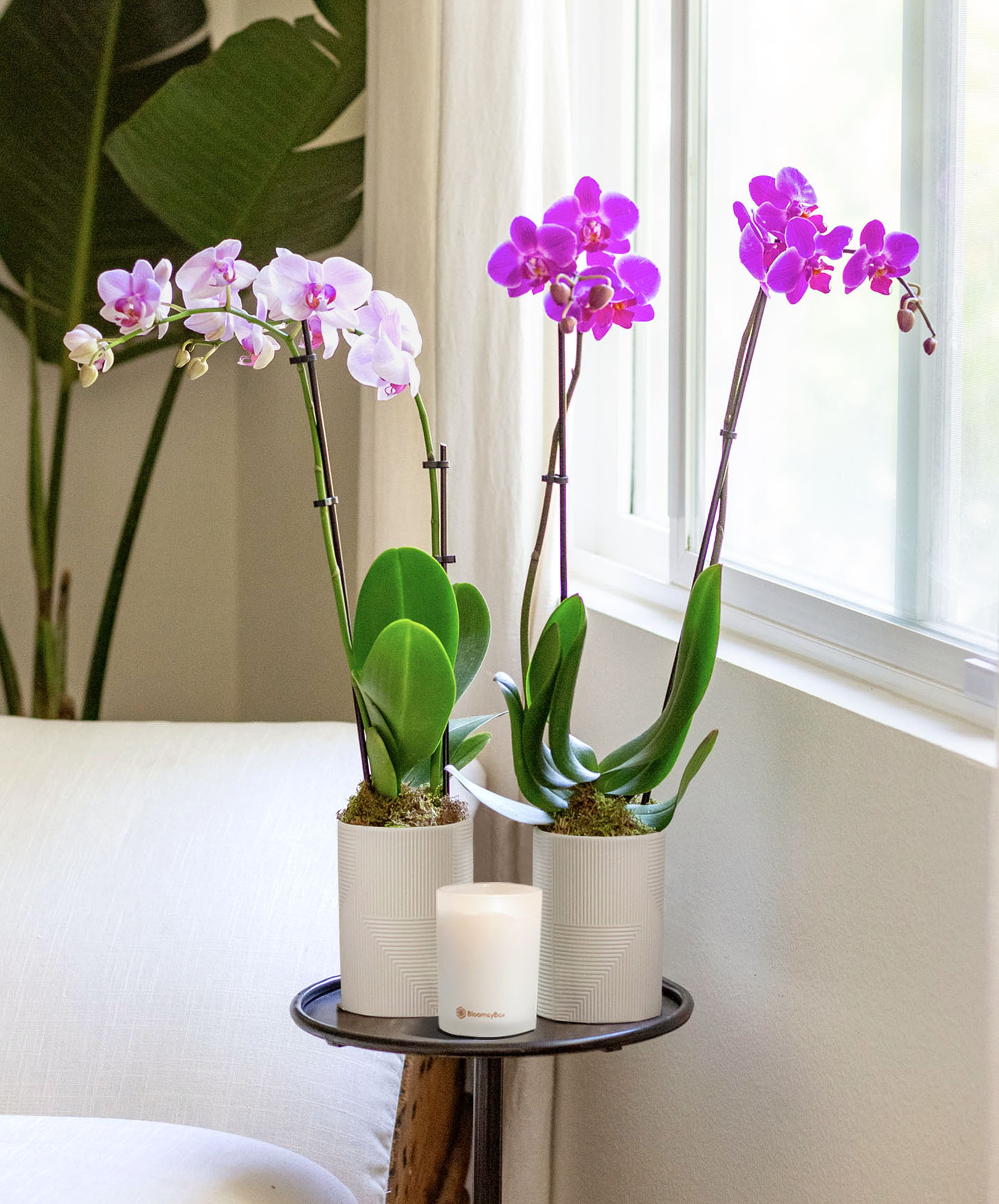 Elegant dual orchid arrangement with white and purple blooms beside a candle, brightening a room.