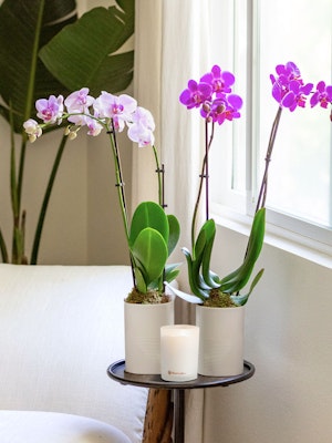 Elegant dual orchid arrangement with white and purple blooms beside a candle, brightening a room.