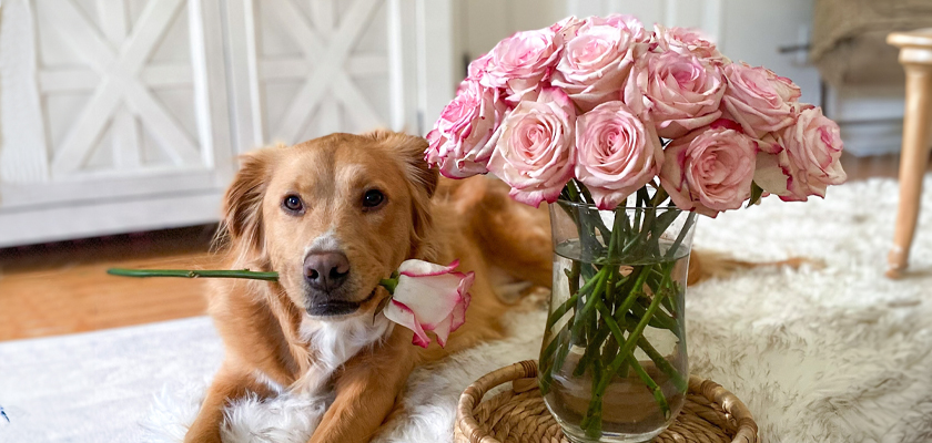A friendly golden retriever holding a pink rose beside a vase of beautiful pink roses on a cozy rug.