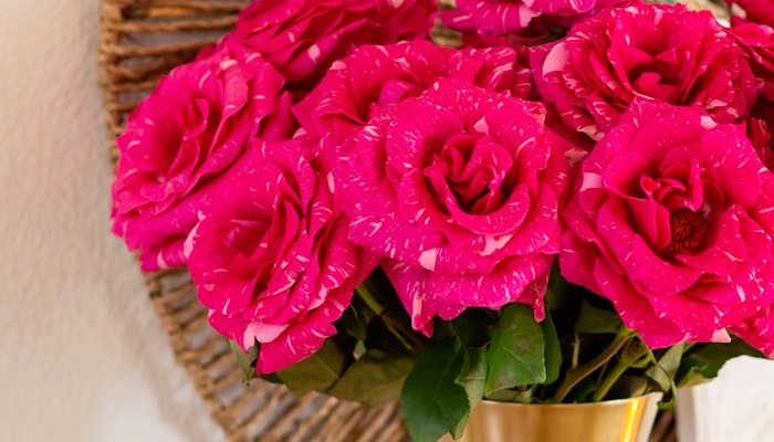 Vibrant bouquet of pink and white speckled roses in a decorative gold vase, showcasing beauty.