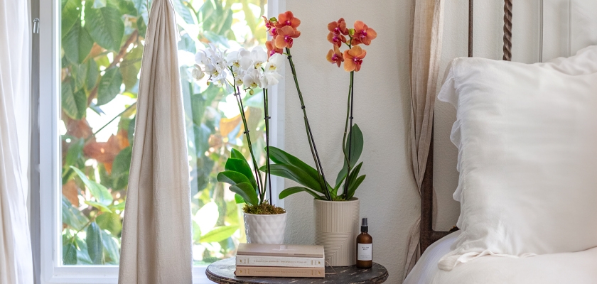 Elegant orchids in white and orange pots by a sunlit window, enhancing a serene bedroom atmosphere.