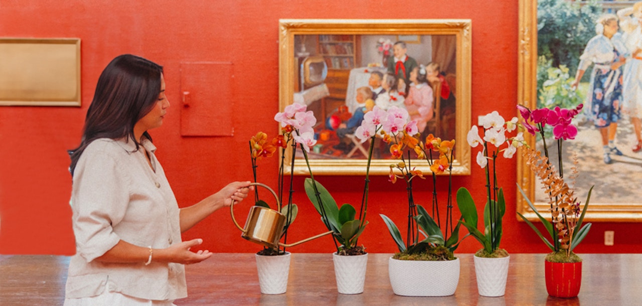 A woman watering vibrant orchid plants in stylish pots, set against an art-filled gallery backdrop.