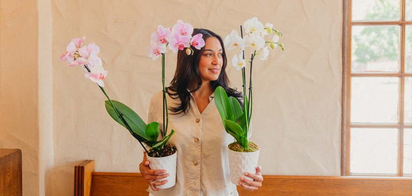 A woman holding two elegant orchid plants in white pots, showcasing their vibrant colors indoors.