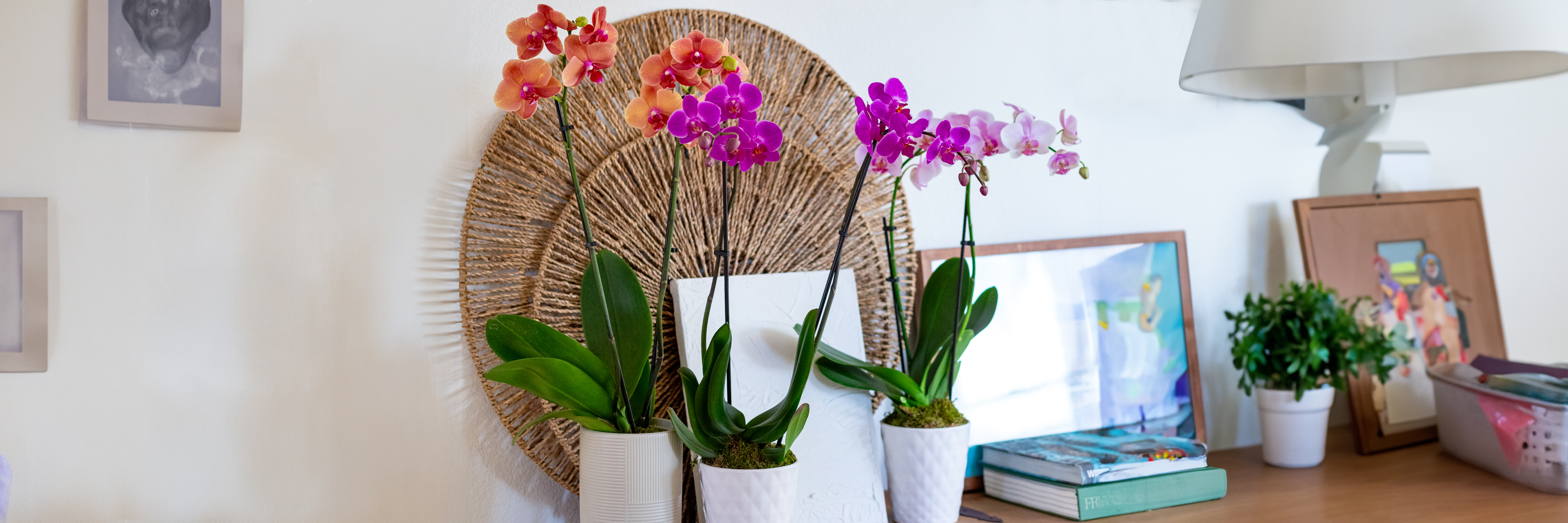 Elegant arrangement of colorful orchids in stylish pots on a bright desk, enhancing home decor.