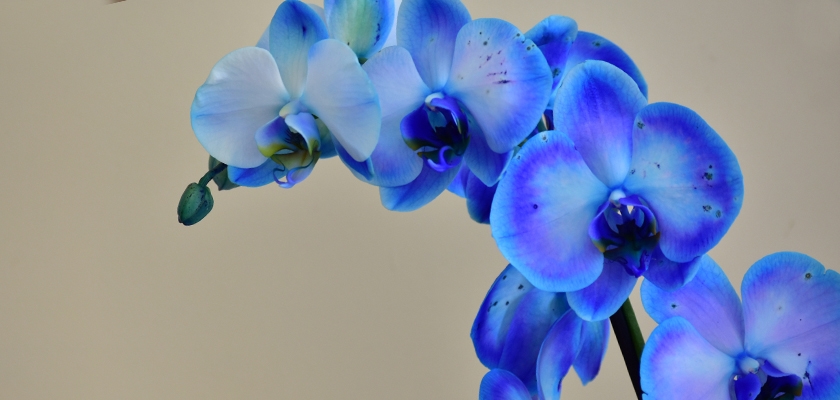Elegant blue orchids with delicate petals showcasing vibrant hues against a light background.
