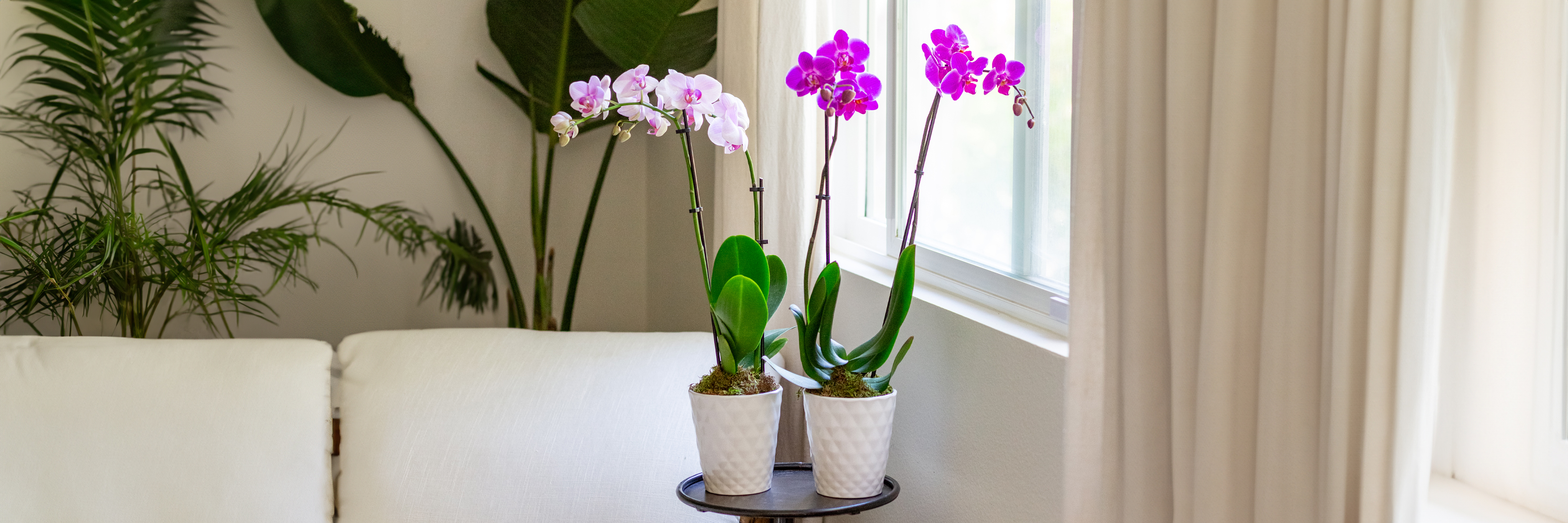 Elegant purple orchids in stylish pots, beautifully placed by a sunlit window.