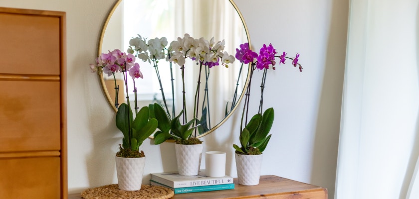 Elegant display of potted orchids in white pots, reflecting beauty in a stylish interior setting.