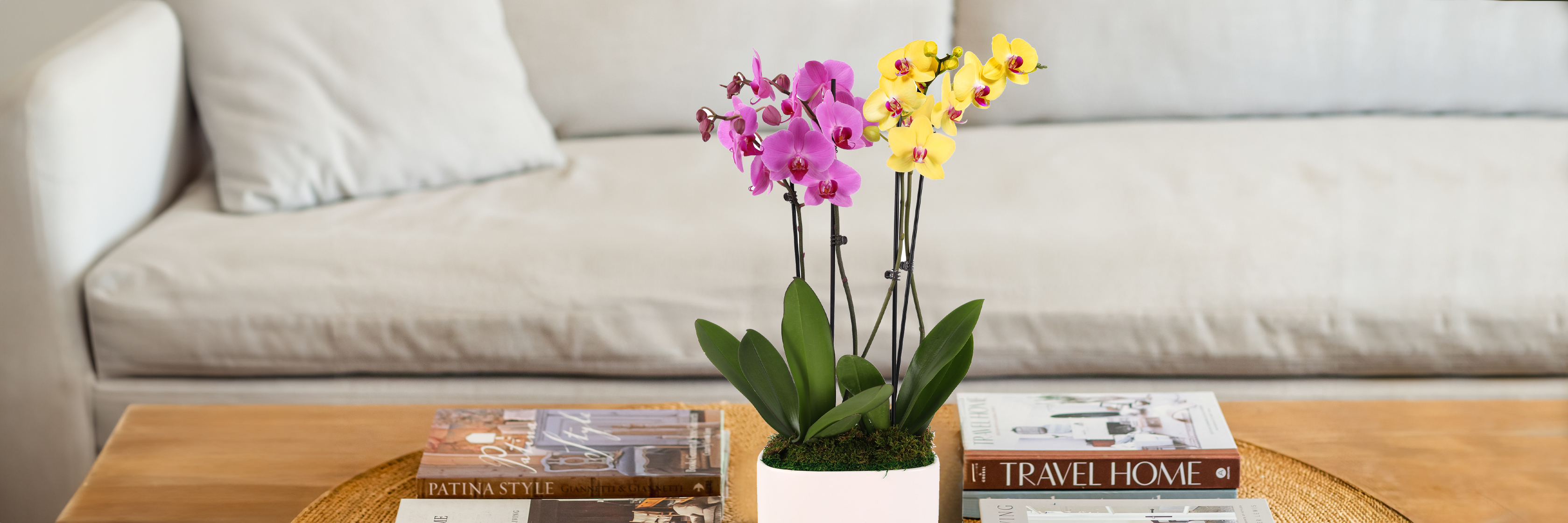 Brightly colored orchids in a sleek pot, elegantly displayed on a wooden coffee table.
