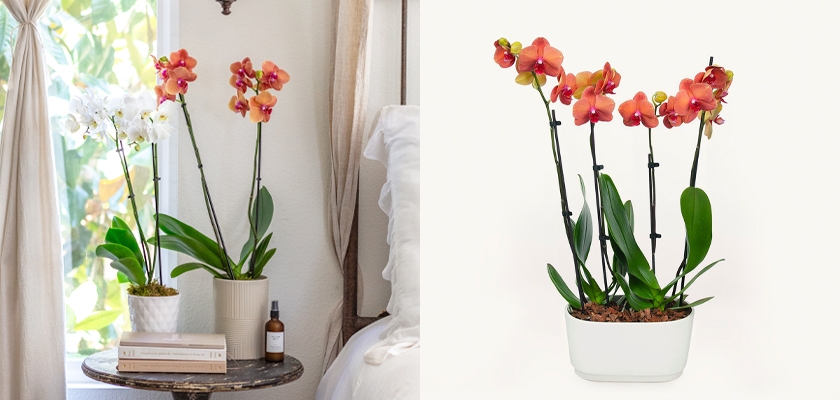 Elegant arrangement of vibrant orchids in stylish planters, enhancing home decor.