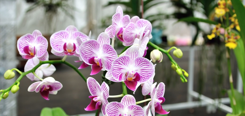 Vibrant pink and white orchids in full bloom, showcasing their stunning floral patterns.