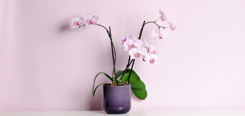 Elegant pink orchids in a sleek purple pot against a soft pastel background.