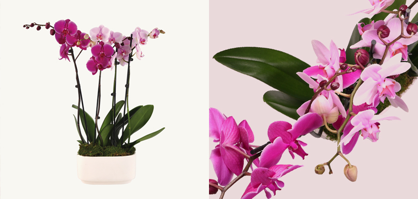 Elegant pink and purple orchids in a modern white pot, showcasing timeless beauty and serenity.