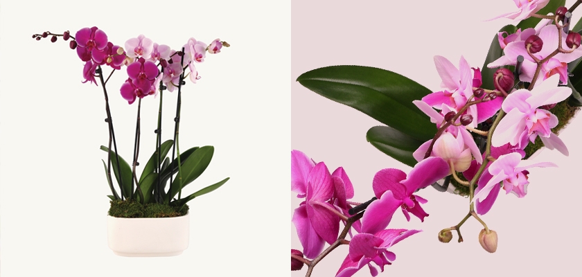 Elegant pink and purple orchids in a modern white pot, showcasing timeless beauty and serenity.