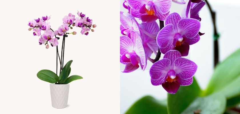 Delicate purple orchids in a stylish white pot, perfect for elegant home decor or gifting.