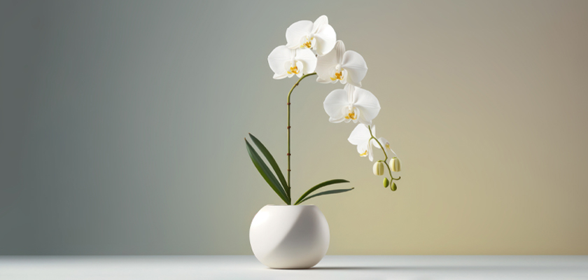 Elegant white orchids gracefully displayed in a minimalist white vase, enhancing any decor.