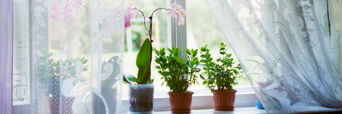 Lush greenery and delicate orchids on a sunlit windowsill, enhancing the serene indoor atmosphere.