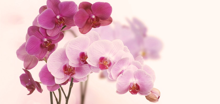 Delicate pink and purple orchids arranged gracefully against a soft, neutral background.
