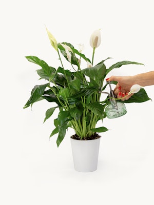 A vibrant peace lily plant being gently misted with water for healthy growth.