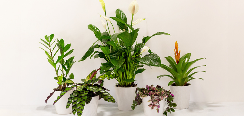 A collection of indoor plants in white pots, showcasing vibrant green leaves and tropical blooms.