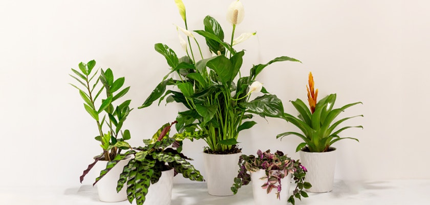 A collection of indoor plants in white pots, showcasing vibrant green leaves and tropical blooms.