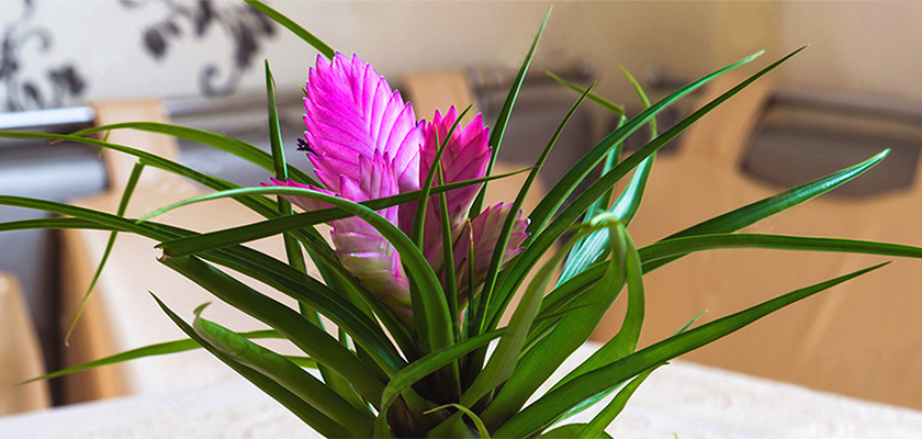 Vibrant pink flowers emerge from lush green leaves in a decorative indoor plant arrangement.