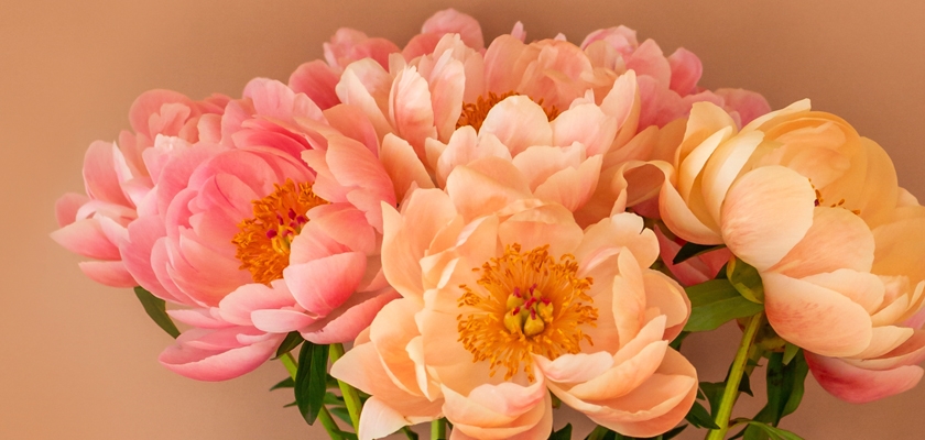 Lush bouquet of soft pink and peach peonies, perfect for floral arrangements and special occasions.