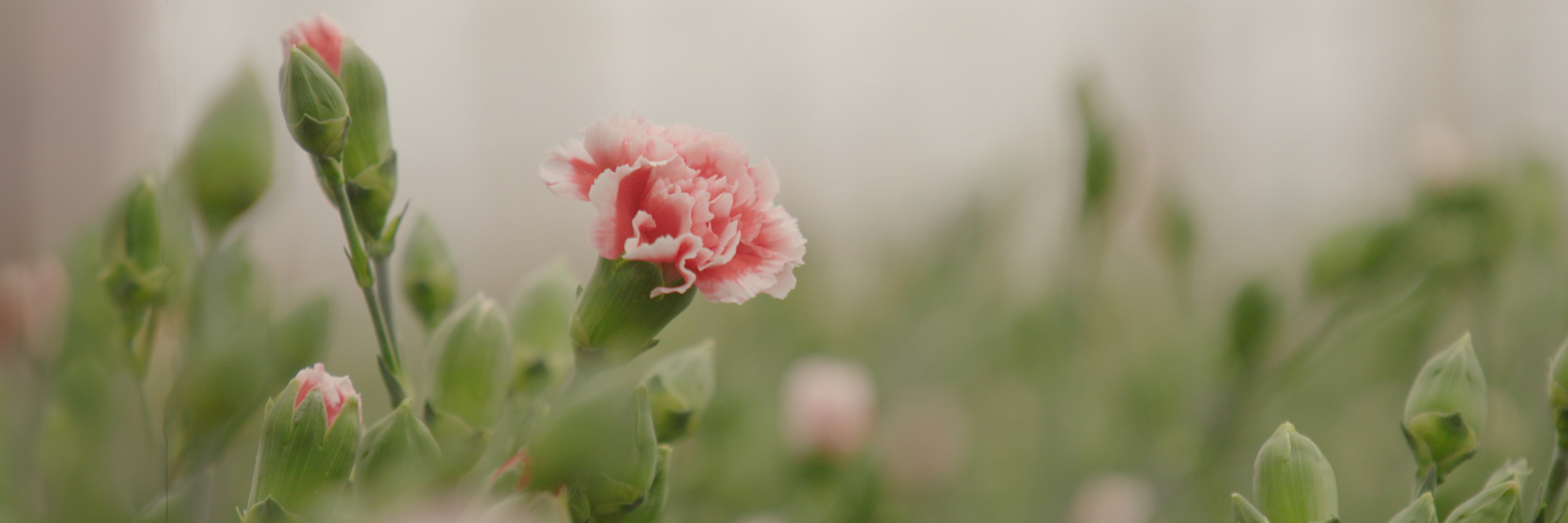 Delicate pink carnations emerging among lush green buds, symbolizing beauty and elegance in nature.
