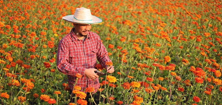 A farmer harvesting vibrant orange zinnias in a sunny flower field, wearing a traditional straw hat.
