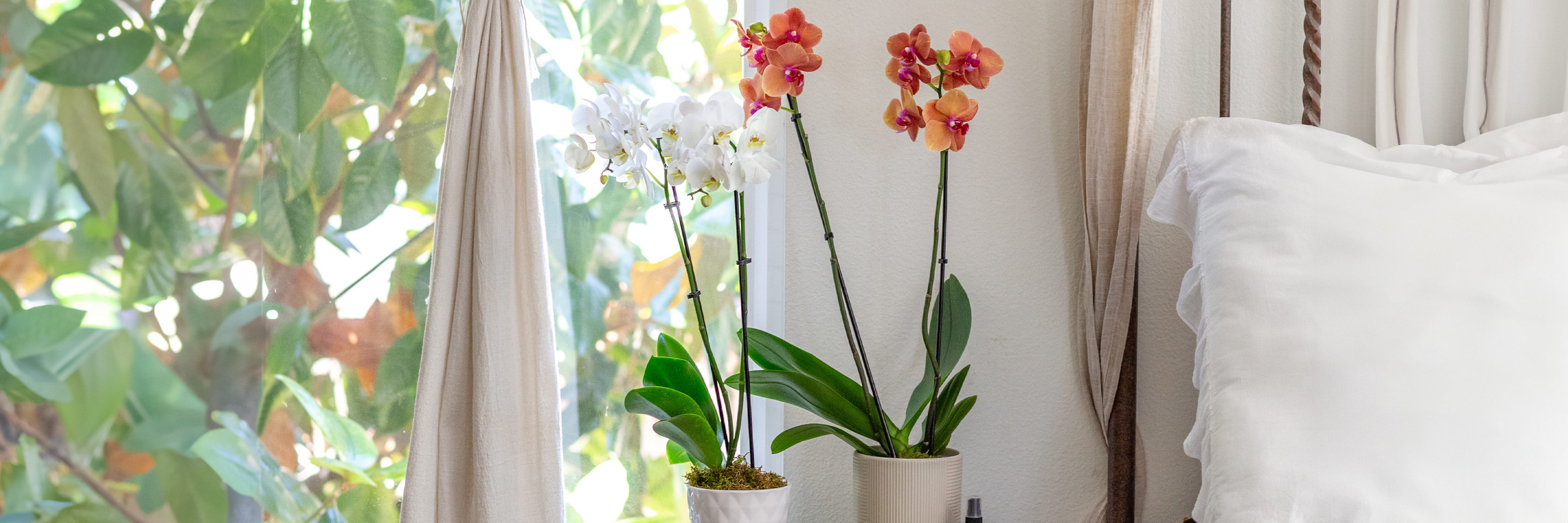 Elegant orchids in pots, adding a touch of nature to a cozy bedroom by the window.
