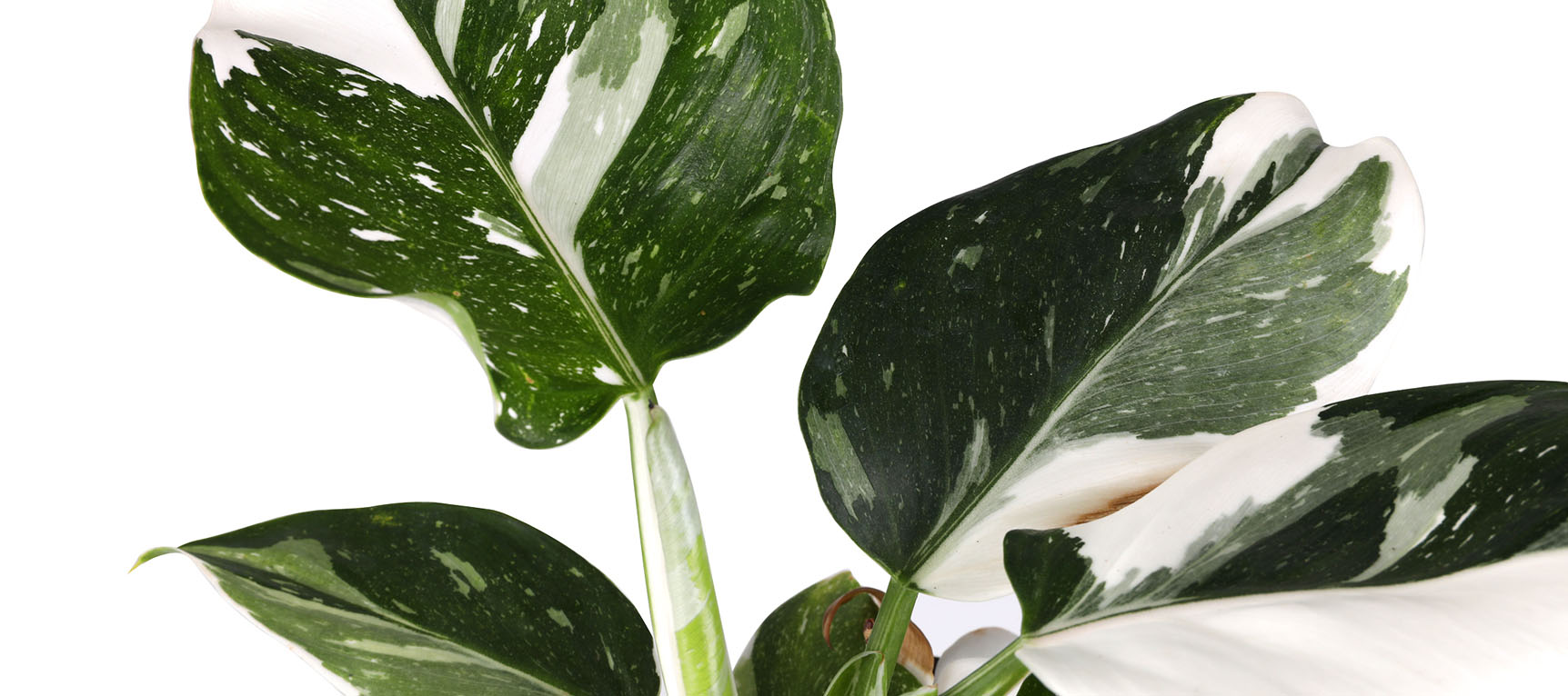 White Wizard Philodendron